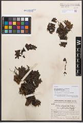 Salix calyculata var. glabrifolia Hand.-Mazz.